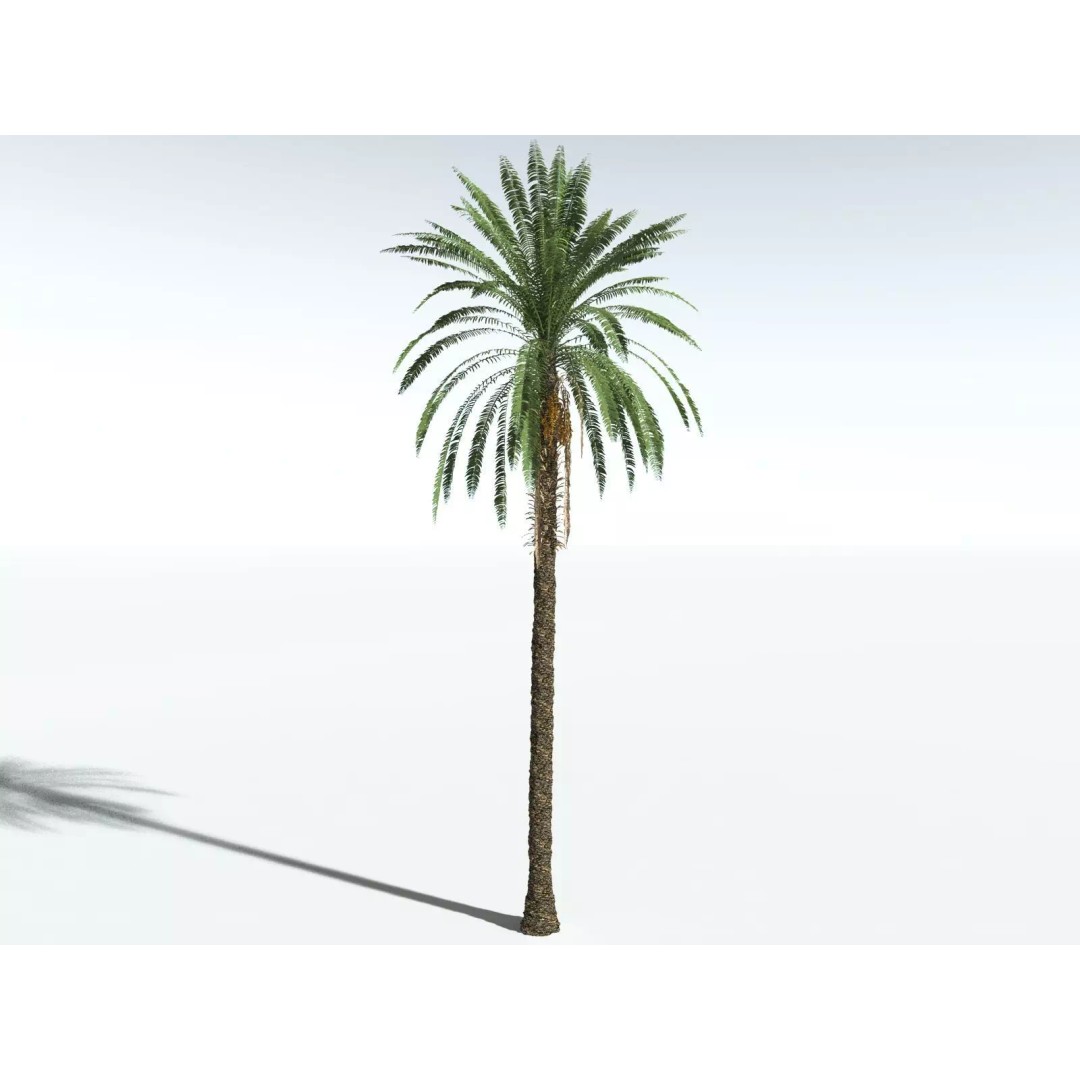 Date Palm 3D Model – High Poly PBR Asset, FBX Format - View 10