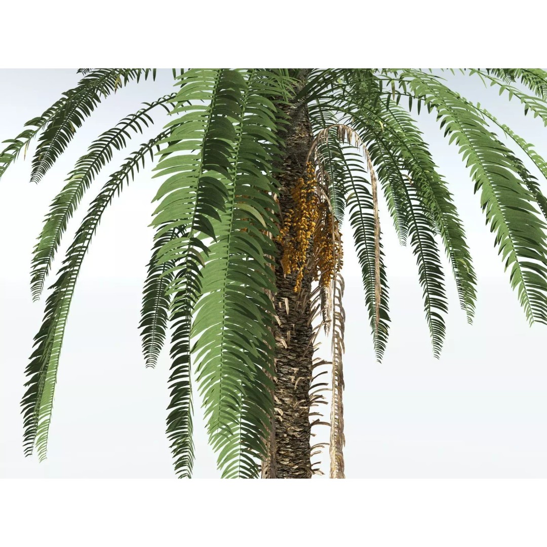 Date Palm 3D Model – High Poly PBR Asset, FBX Format - View 11