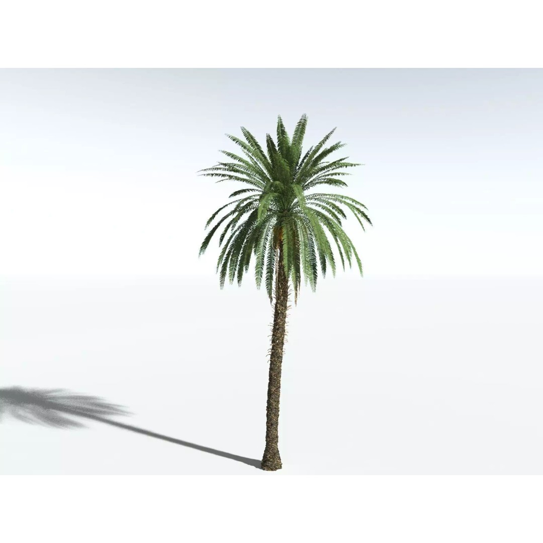 Date Palm 3D Model – High Poly PBR Asset, FBX Format - View 12