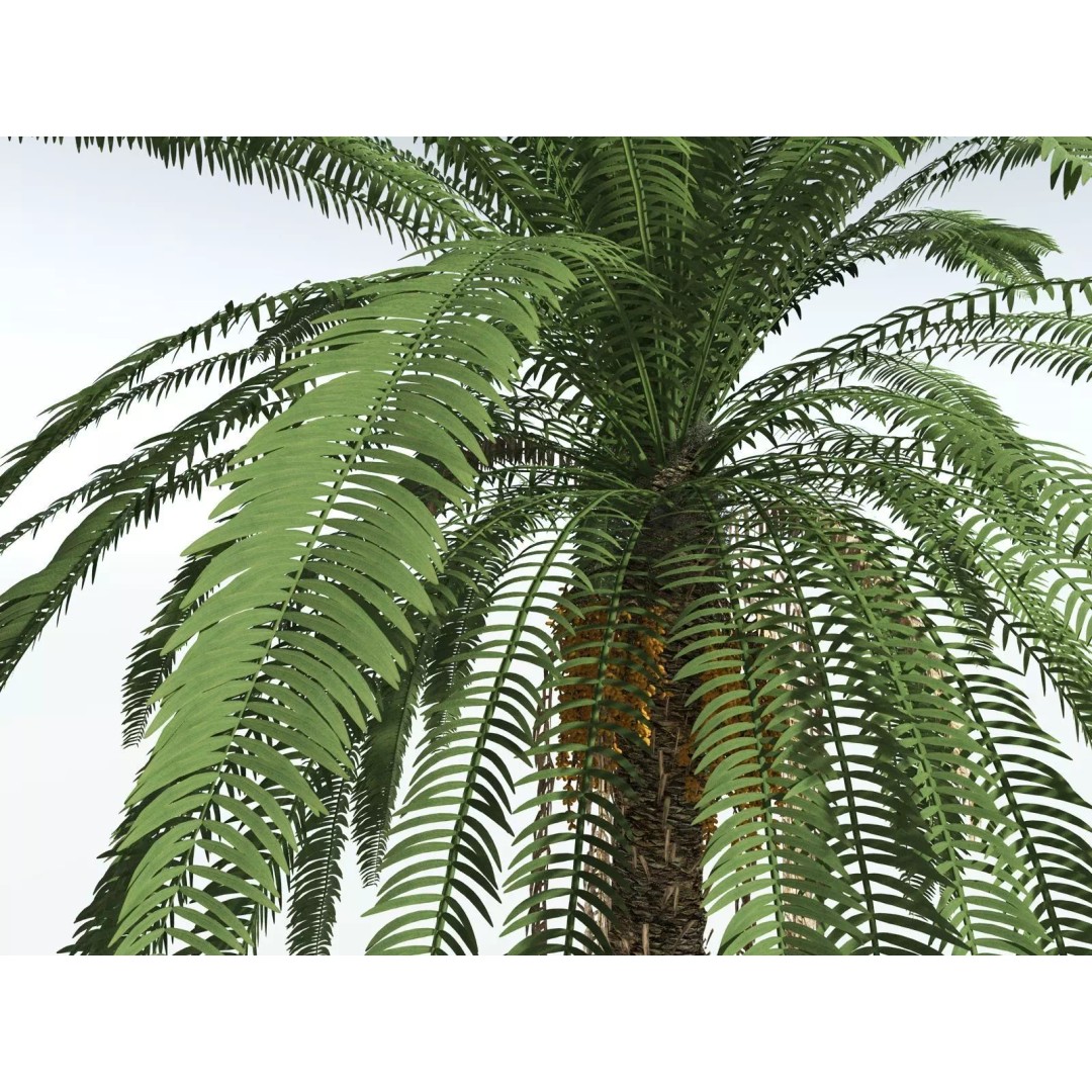 Date Palm 3D Model – High Poly PBR Asset, FBX Format - View 13