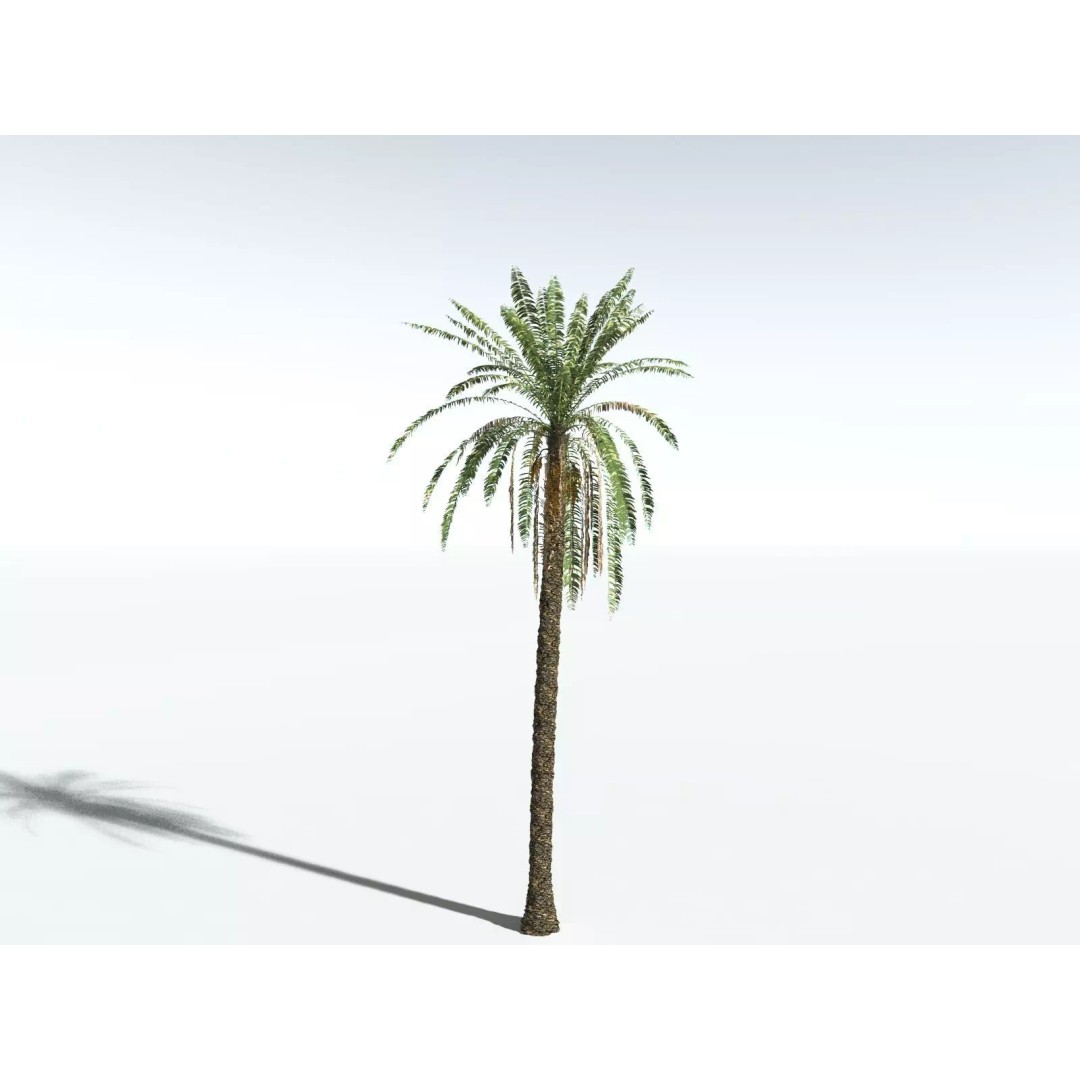 Date Palm 3D Model – High Poly PBR Asset, FBX Format - View 14