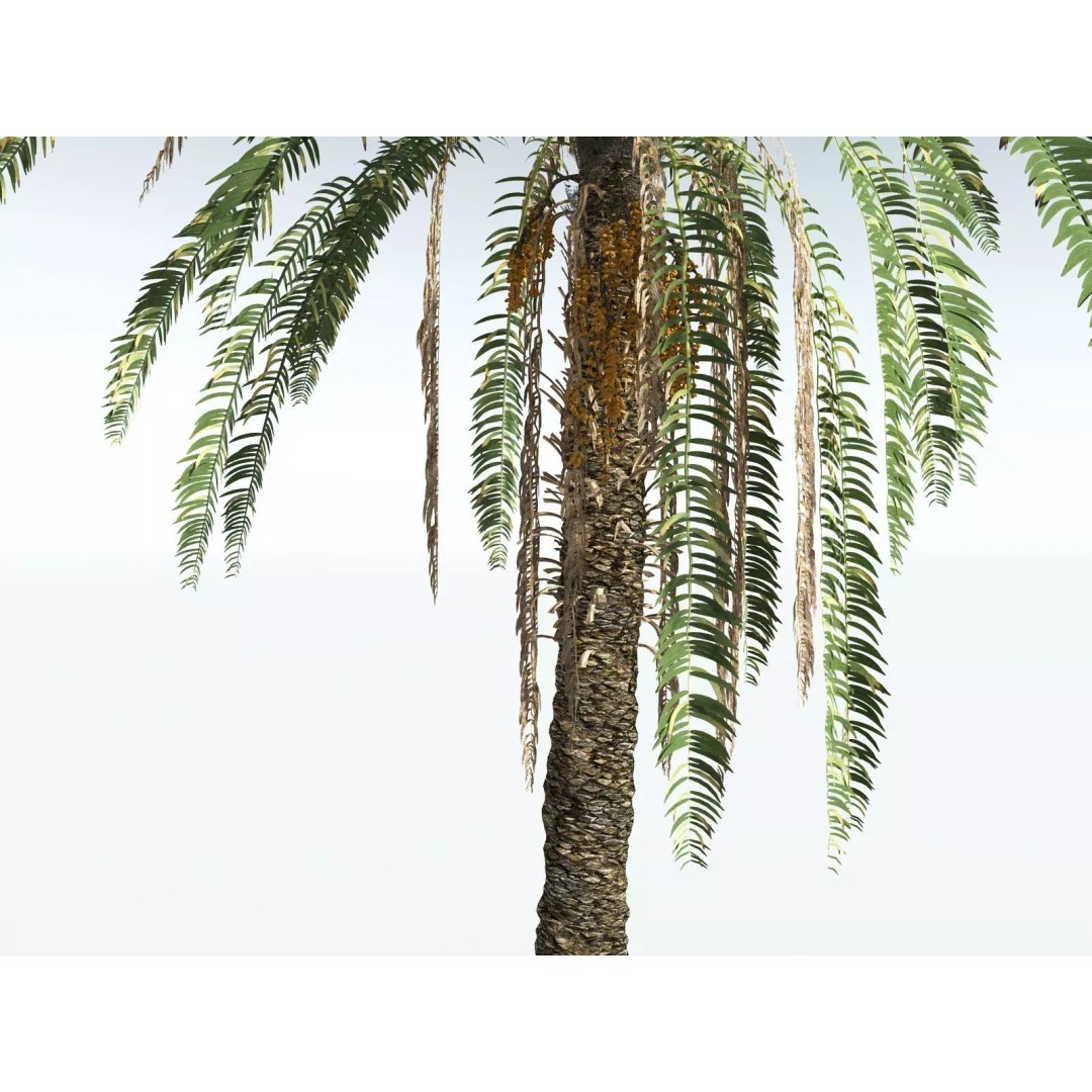 Date Palm 3D Model – High Poly PBR Asset, FBX Format - View 15