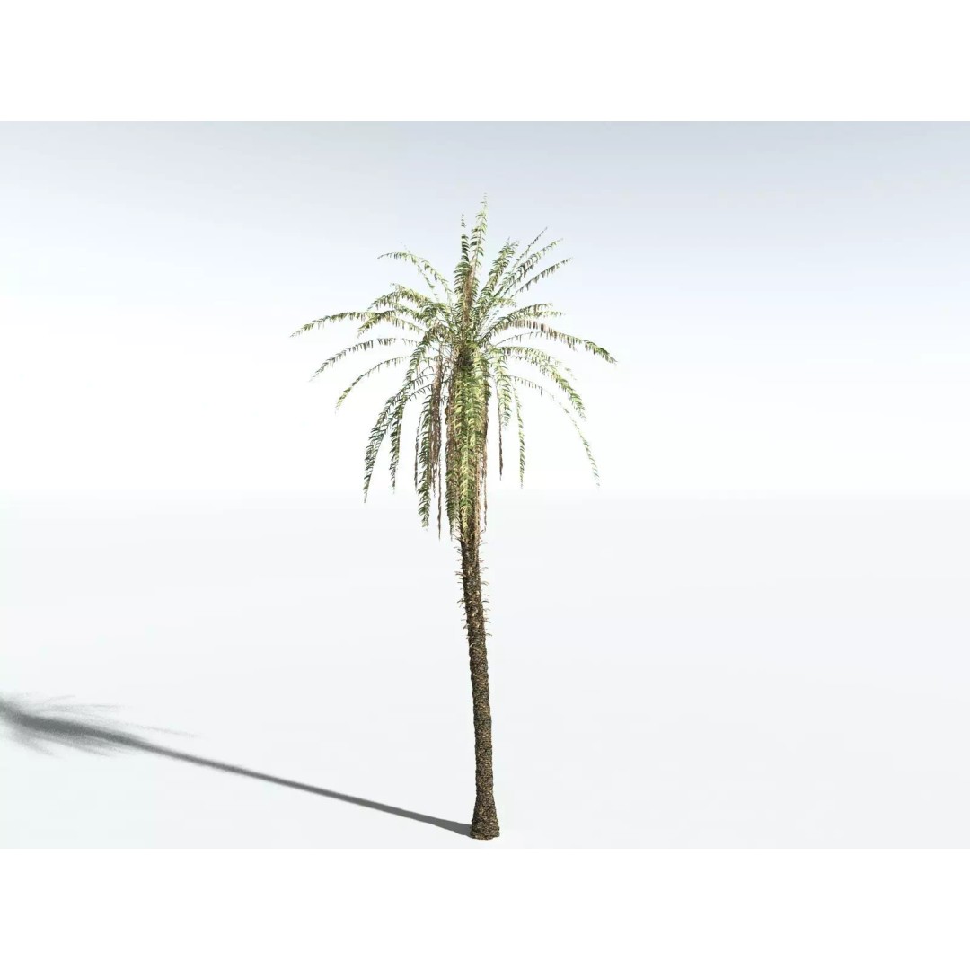 Date Palm 3D Model – High Poly PBR Asset, FBX Format - View 16