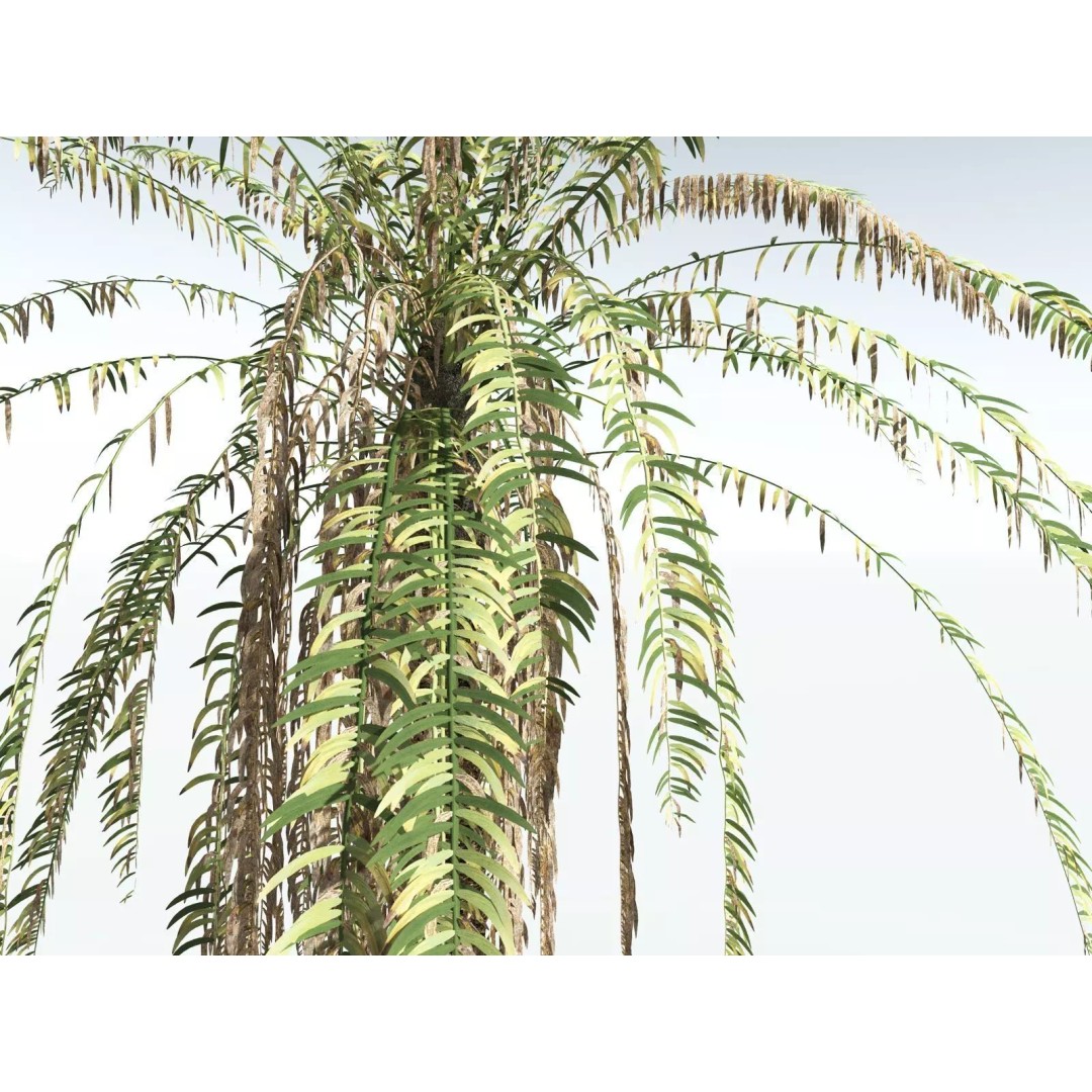 Date Palm 3D Model – High Poly PBR Asset, FBX Format - View 17