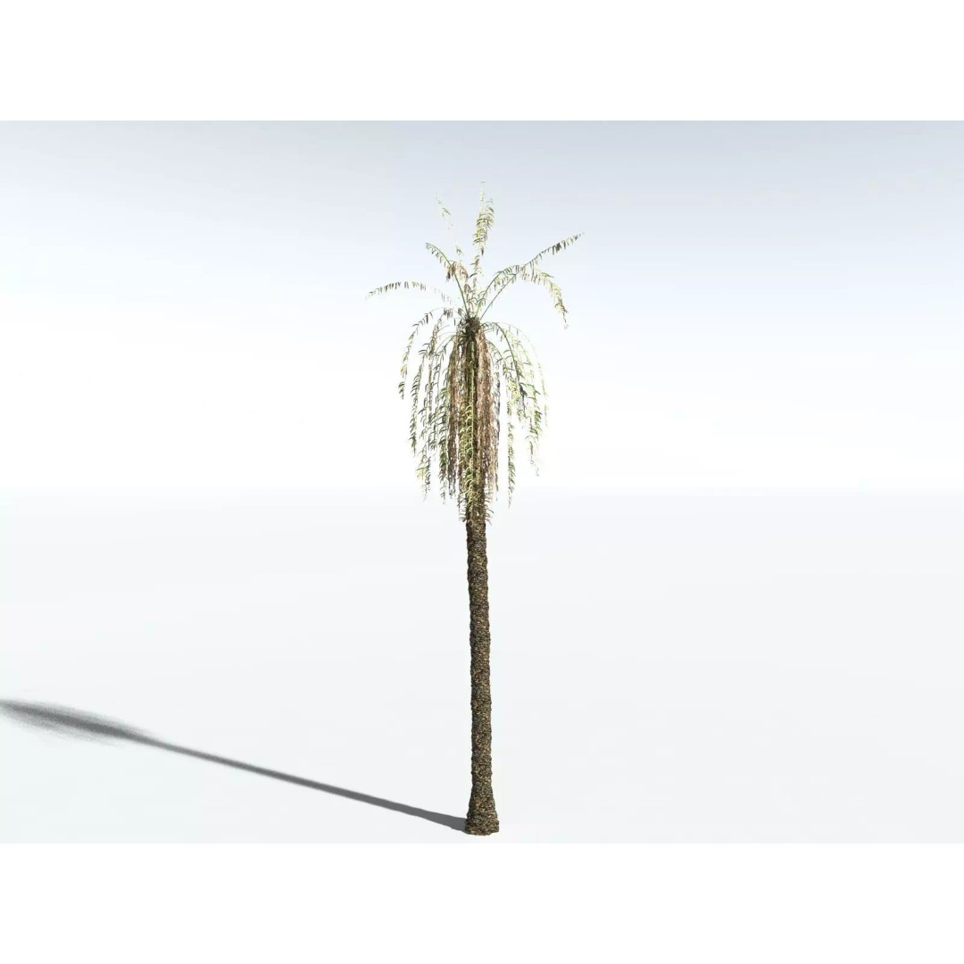 Date Palm 3D Model – High Poly PBR Asset, FBX Format - View 18