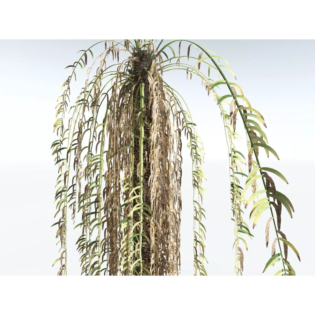 Date Palm 3D Model – High Poly PBR Asset, FBX Format - View 19