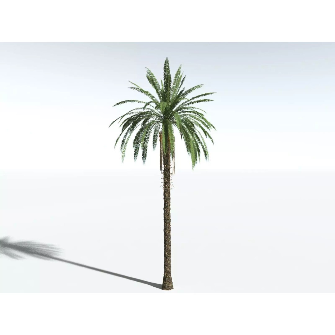 Date Palm 3D Model – High Poly PBR Asset, FBX Format - View 2