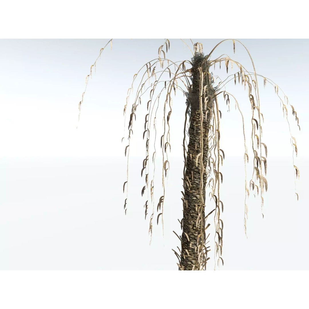 Date Palm 3D Model – High Poly PBR Asset, FBX Format - View 21