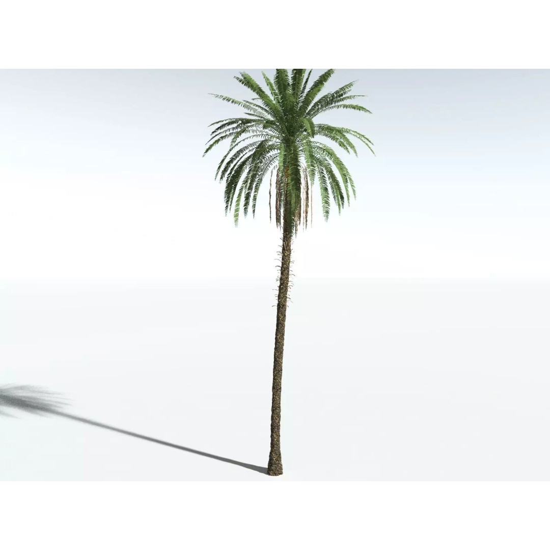 Date Palm 3D Model – High Poly PBR Asset, FBX Format - View 22