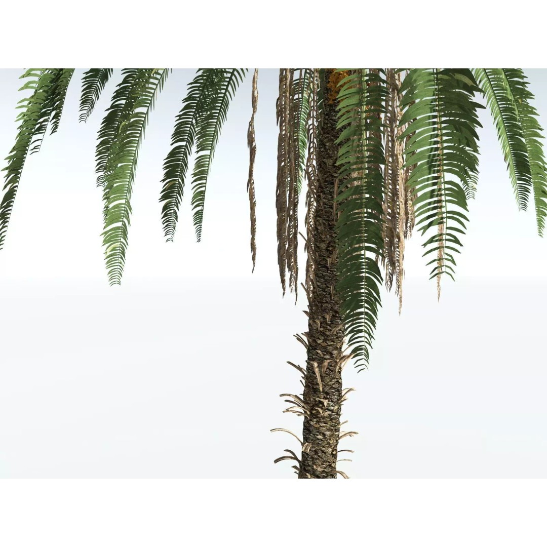 Date Palm 3D Model – High Poly PBR Asset, FBX Format - View 23