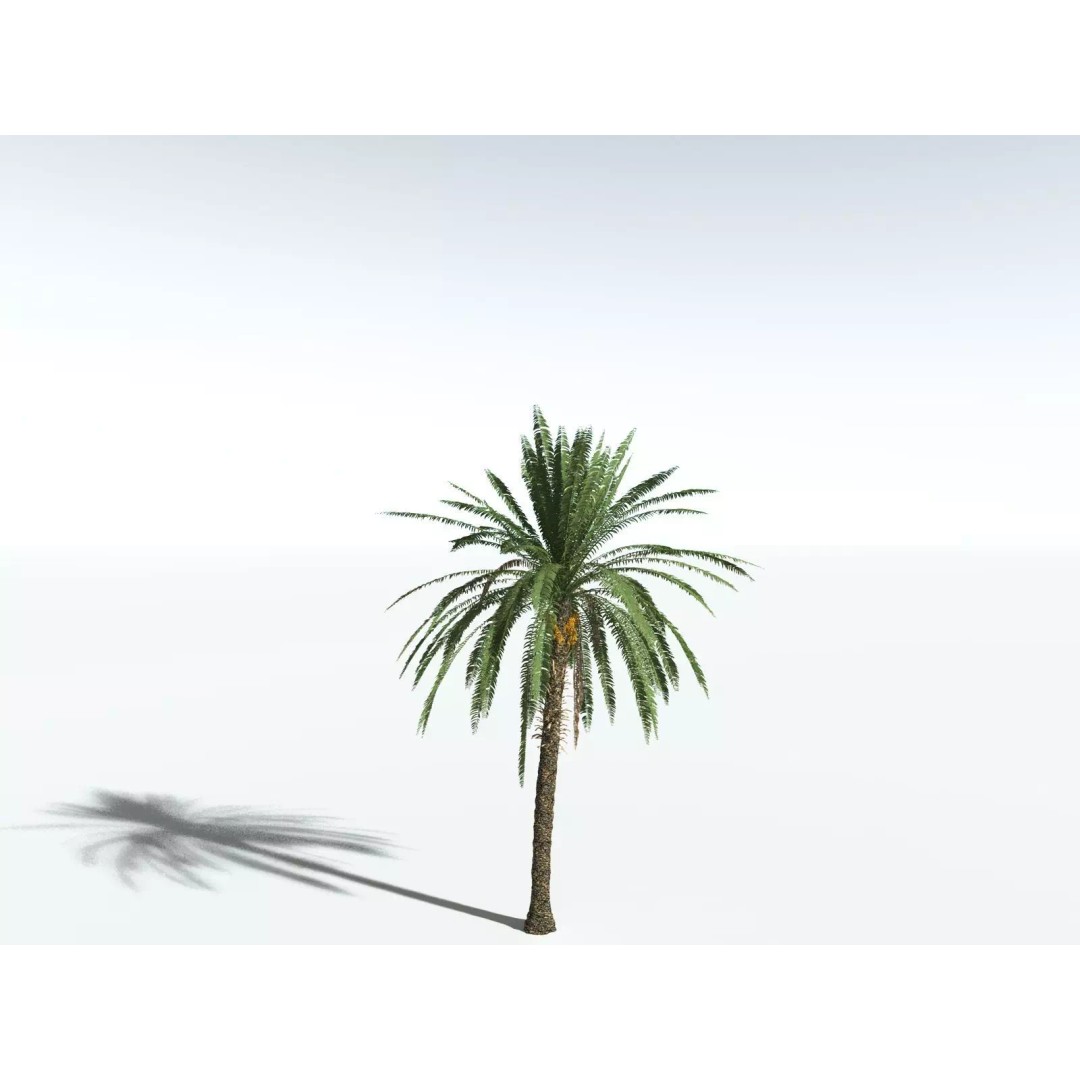 Date Palm 3D Model – High Poly PBR Asset, FBX Format - View 24