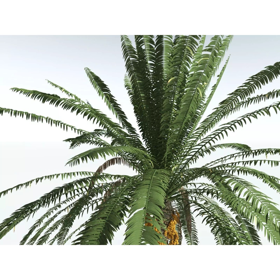 Date Palm 3D Model – High Poly PBR Asset, FBX Format - View 25