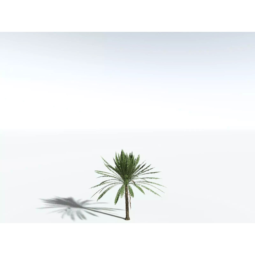 Date Palm 3D Model – High Poly PBR Asset, FBX Format - View 26
