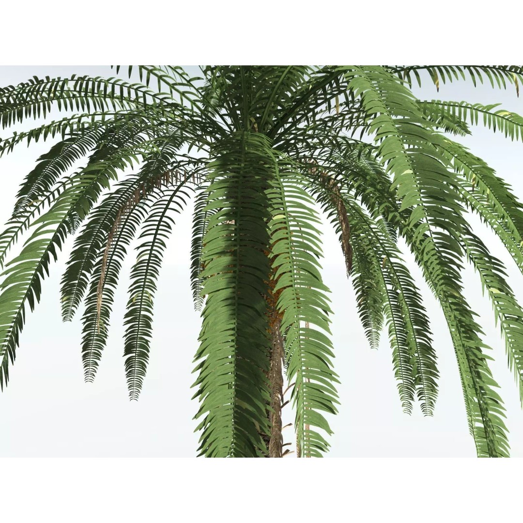 Date Palm 3D Model – High Poly PBR Asset, FBX Format - View 3