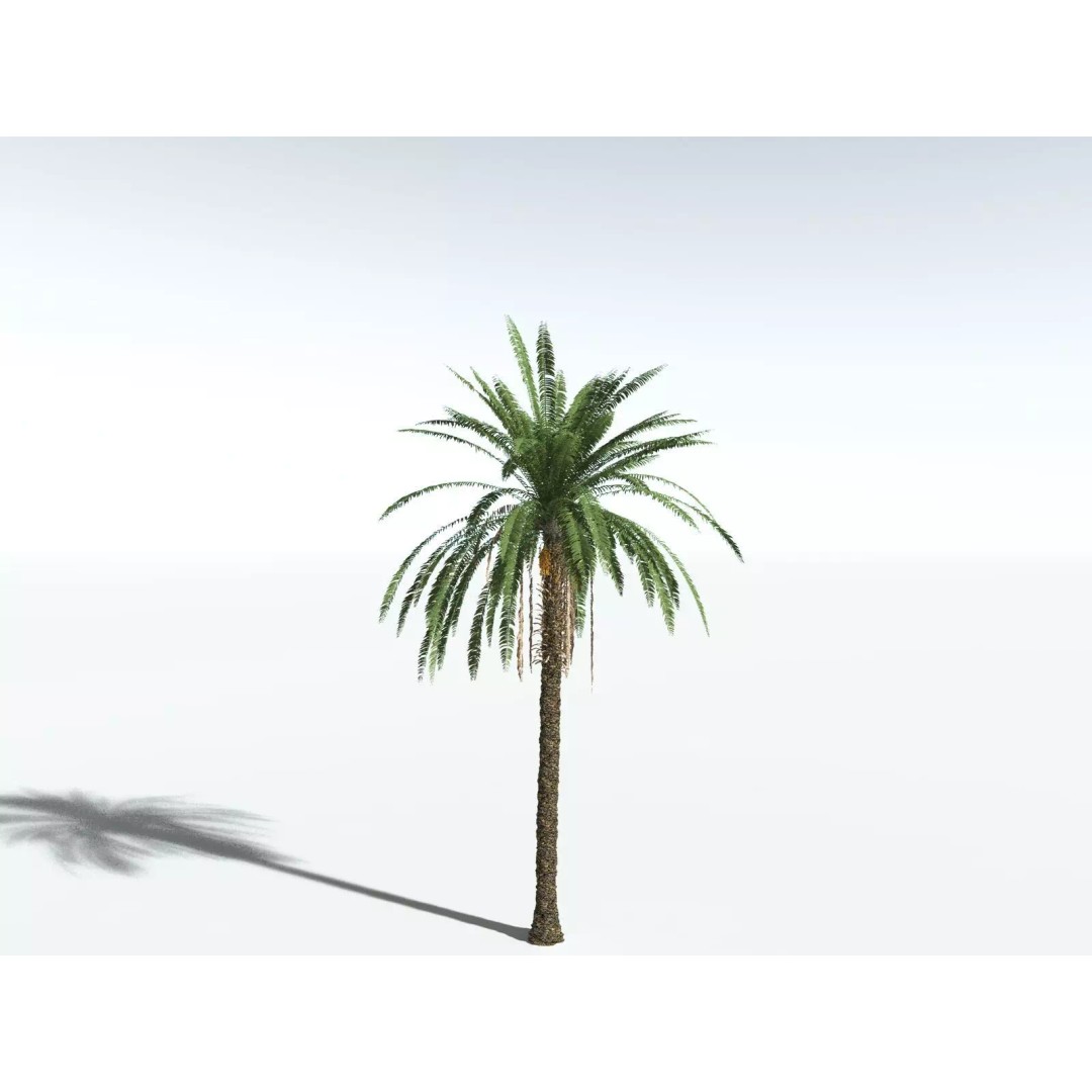 Date Palm 3D Model – High Poly PBR Asset, FBX Format - View 4