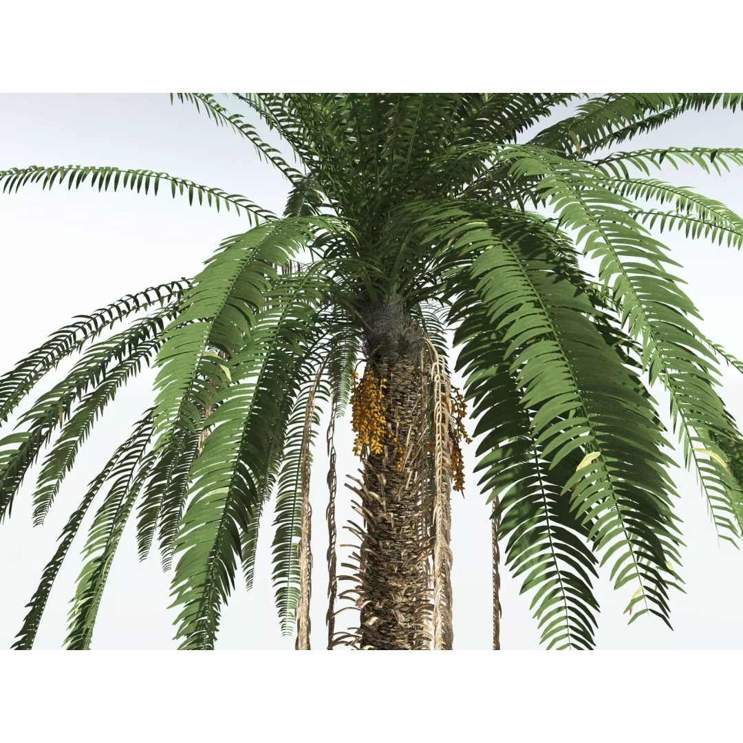 Date Palm 3D Model – High Poly PBR Asset, FBX Format - View 5