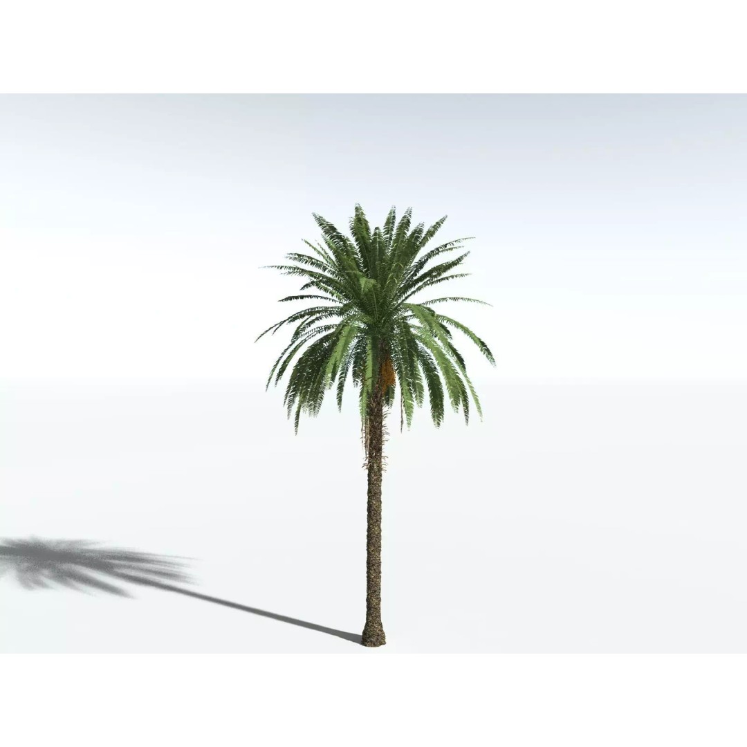 Date Palm 3D Model – High Poly PBR Asset, FBX Format - View 6