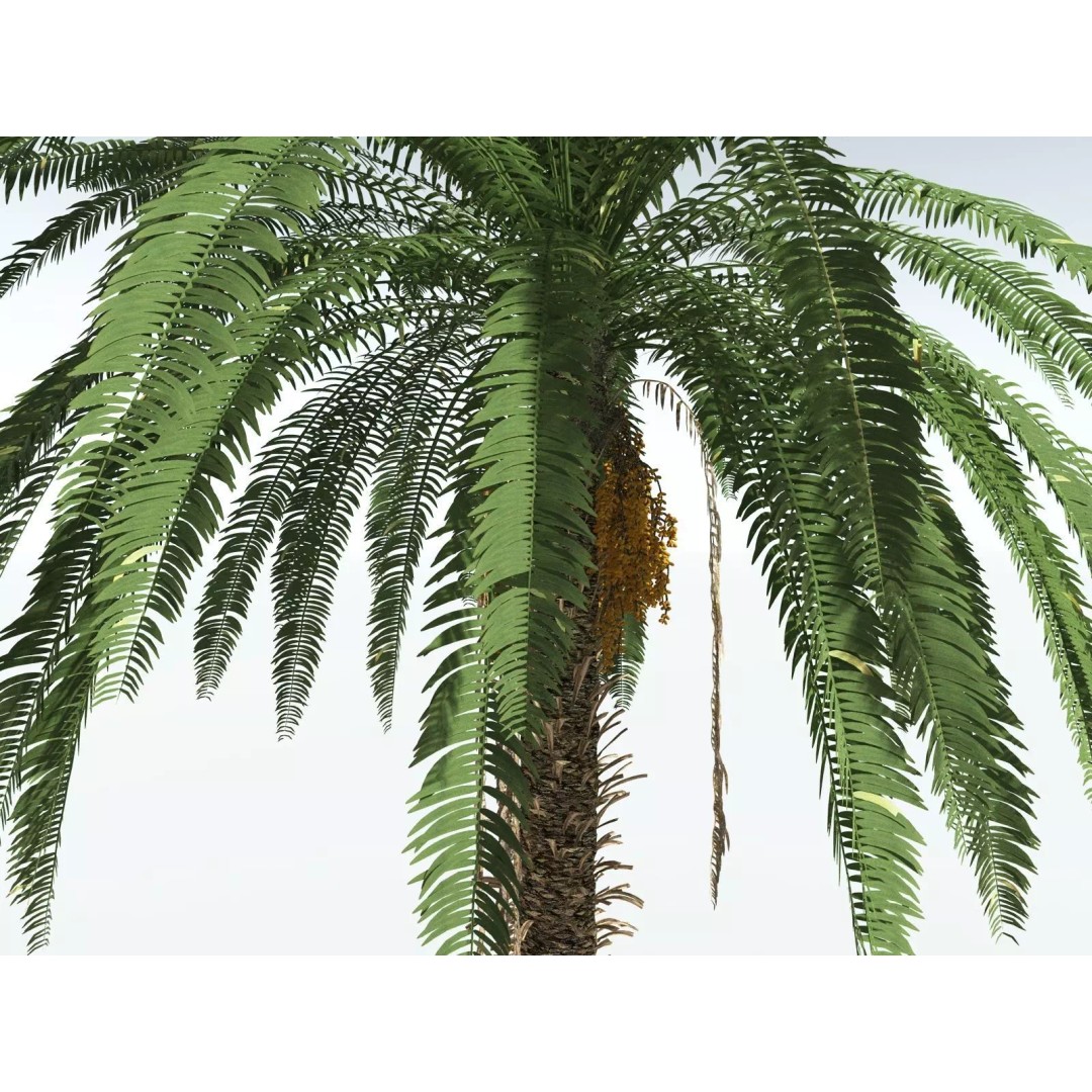 Date Palm 3D Model – High Poly PBR Asset, FBX Format - View 7