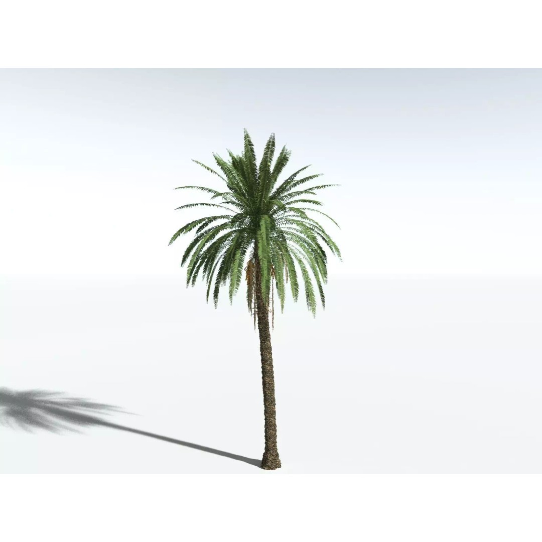 Date Palm 3D Model – High Poly PBR Asset, FBX Format - View 8