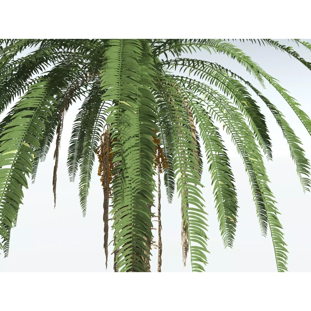 Date Palm 3D Model – High Poly PBR Asset, FBX Format - View 9