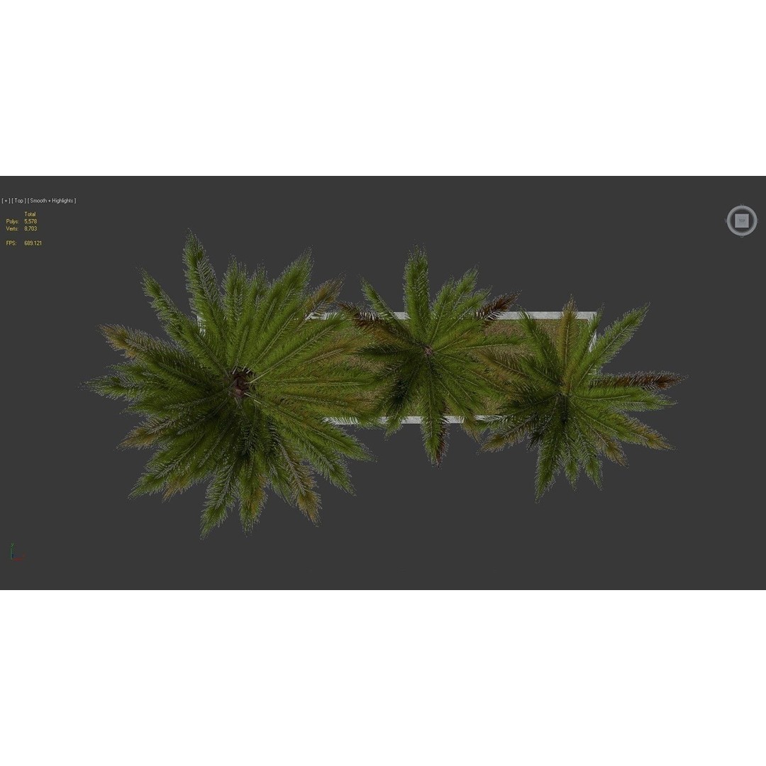 Palm Tree 3D Model – Low Poly Realistic Vegetation for Games, FBX - View 10