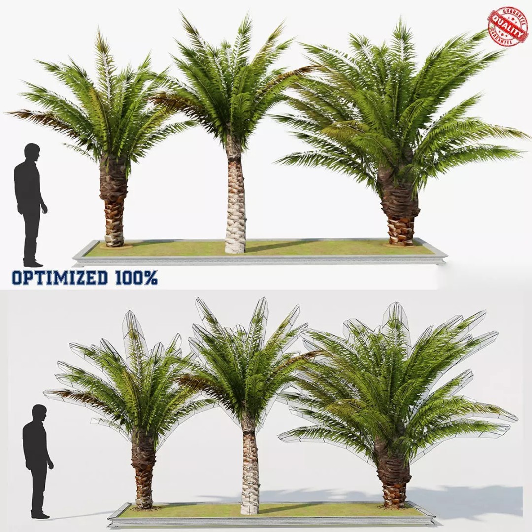 Palm Tree 3D Model – Low Poly Realistic Vegetation for Games, FBX - View 2