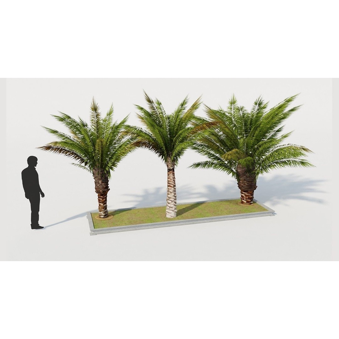 Palm Tree 3D Model – Low Poly Realistic Vegetation for Games, FBX - View 4