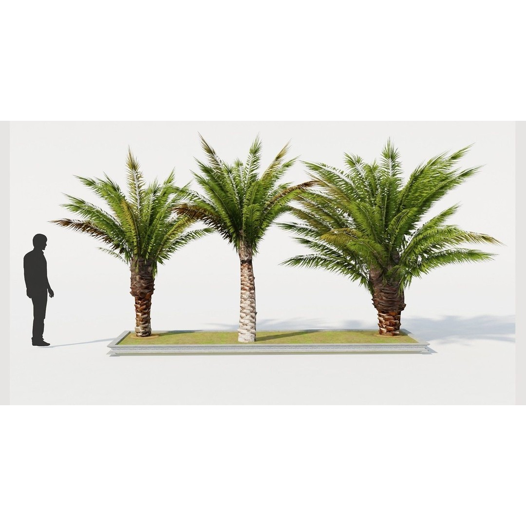 Palm Tree 3D Model – Low Poly Realistic Vegetation for Games, FBX - View 5