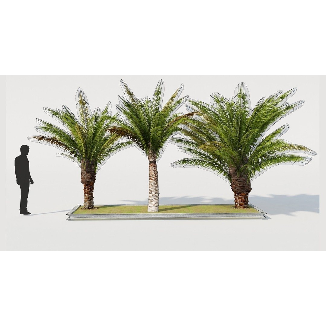 Palm Tree 3D Model – Low Poly Realistic Vegetation for Games, FBX - View 6