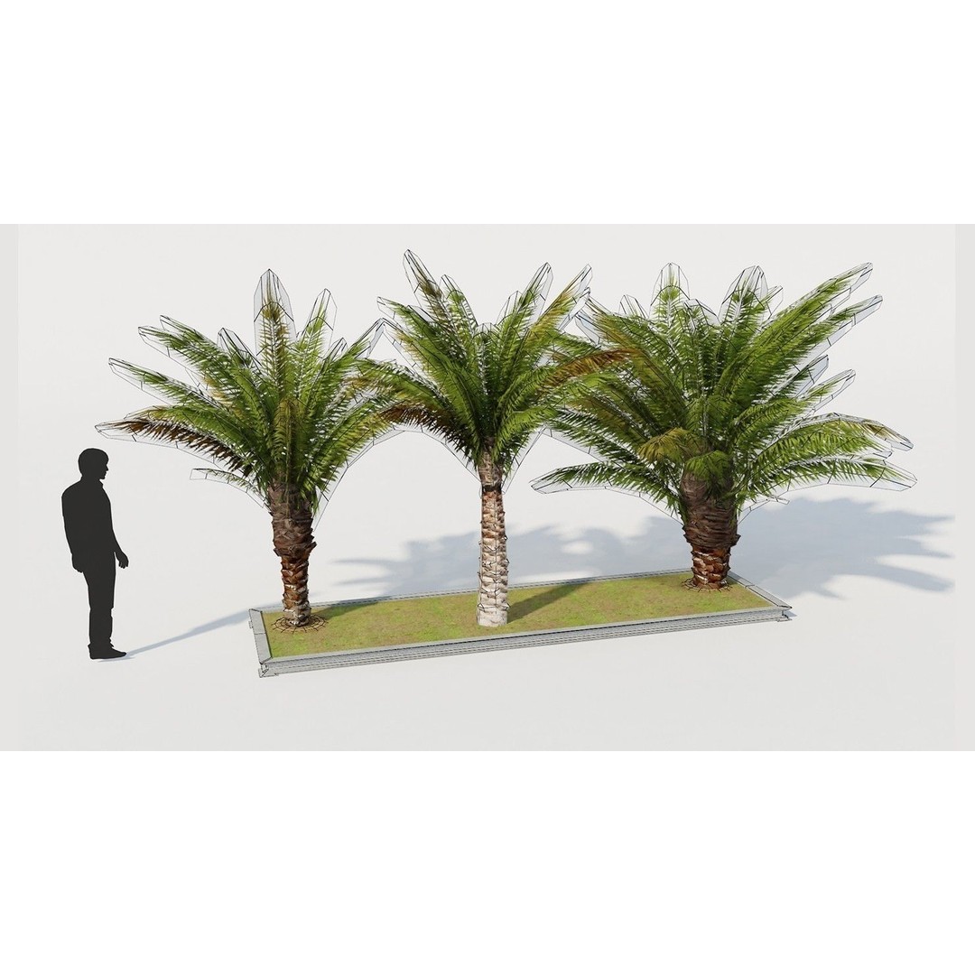 Palm Tree 3D Model – Low Poly Realistic Vegetation for Games, FBX - View 7