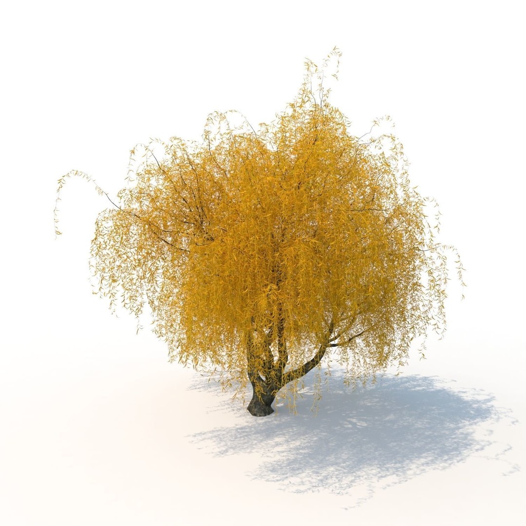 Willow Fall Tree 3D Model – Realistic PBR Asset, FBX, OBJ - View 10