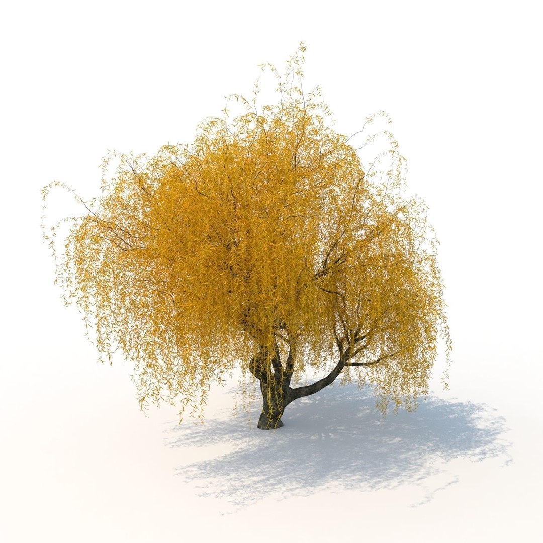 Willow Fall Tree 3D Model – Realistic PBR Asset, FBX, OBJ - View 11