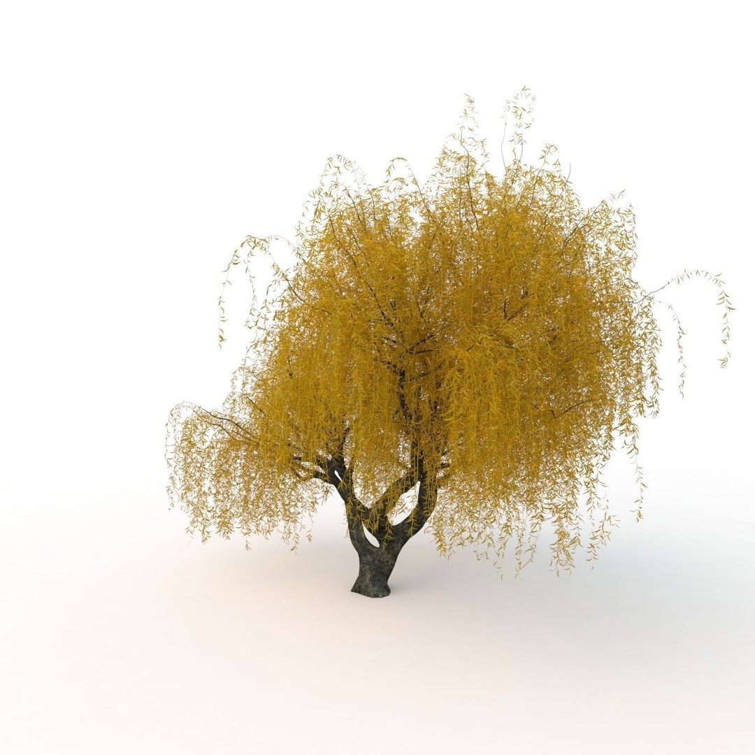 Willow Fall Tree 3D Model – Realistic PBR Asset, FBX, OBJ - View 12