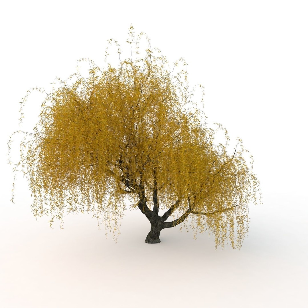 Willow Fall Tree 3D Model – Realistic PBR Asset, FBX, OBJ - View 13