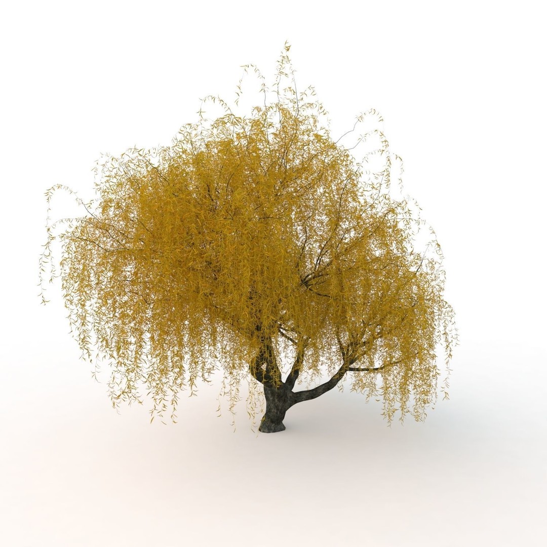Willow Fall Tree 3D Model – Realistic PBR Asset, FBX, OBJ - View 14