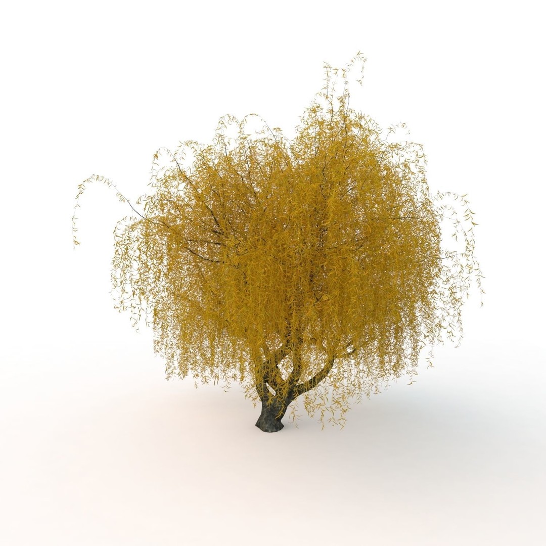 Willow Fall Tree 3D Model – Realistic PBR Asset, FBX, OBJ - View 15