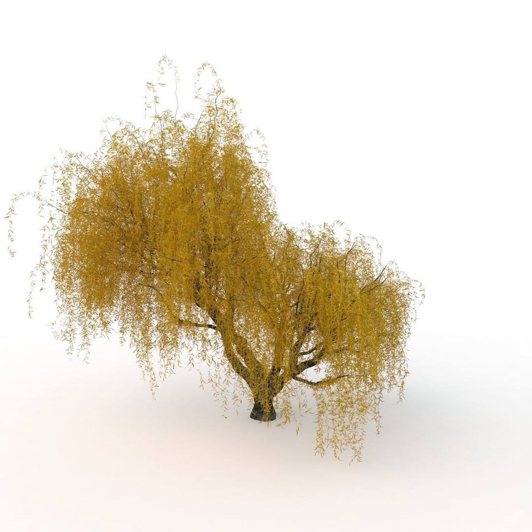 Willow Fall Tree 3D Model – Realistic PBR Asset, FBX, OBJ - View 16
