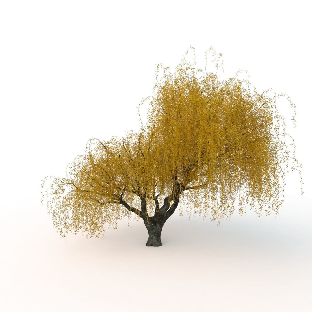 Willow Fall Tree 3D Model – Realistic PBR Asset, FBX, OBJ - View 17