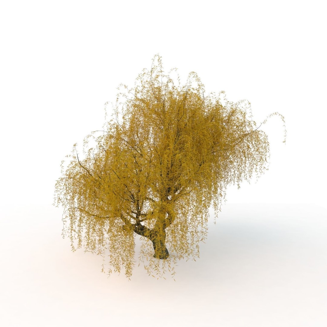 Willow Fall Tree 3D Model – Realistic PBR Asset, FBX, OBJ - View 18
