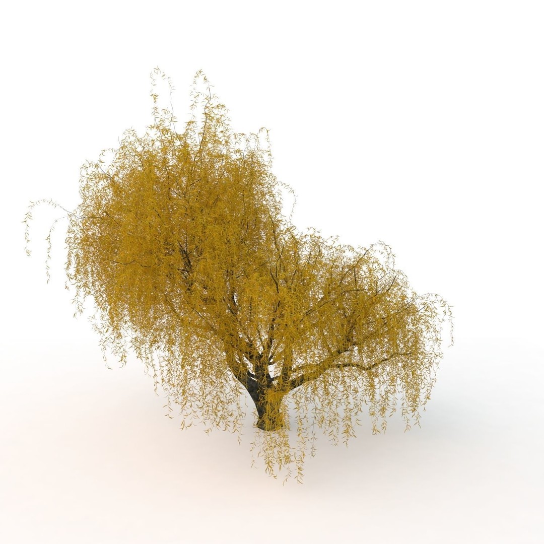 Willow Fall Tree 3D Model – Realistic PBR Asset, FBX, OBJ - View 19