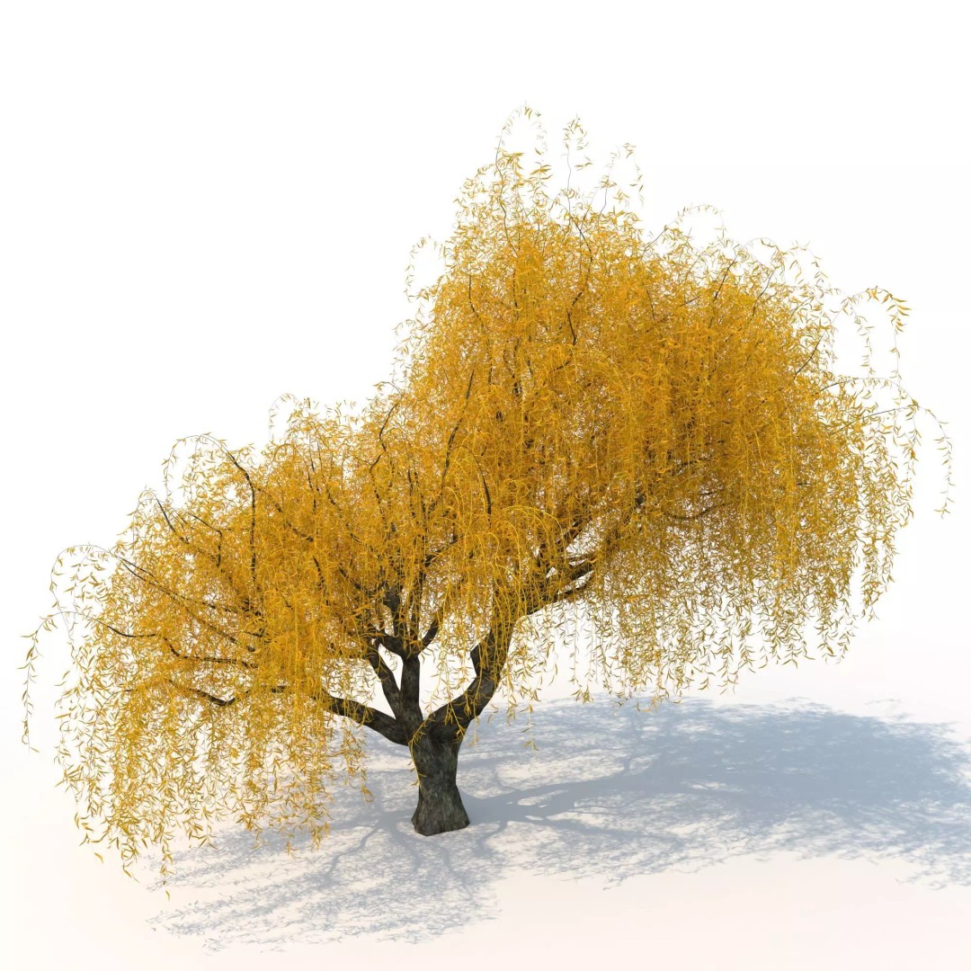 Willow Fall Tree 3D Model – Realistic PBR Asset, FBX, OBJ - View 2