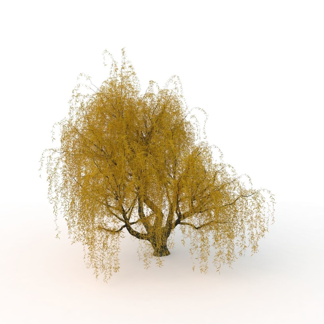Willow Fall Tree 3D Model – Realistic PBR Asset, FBX, OBJ - View 20