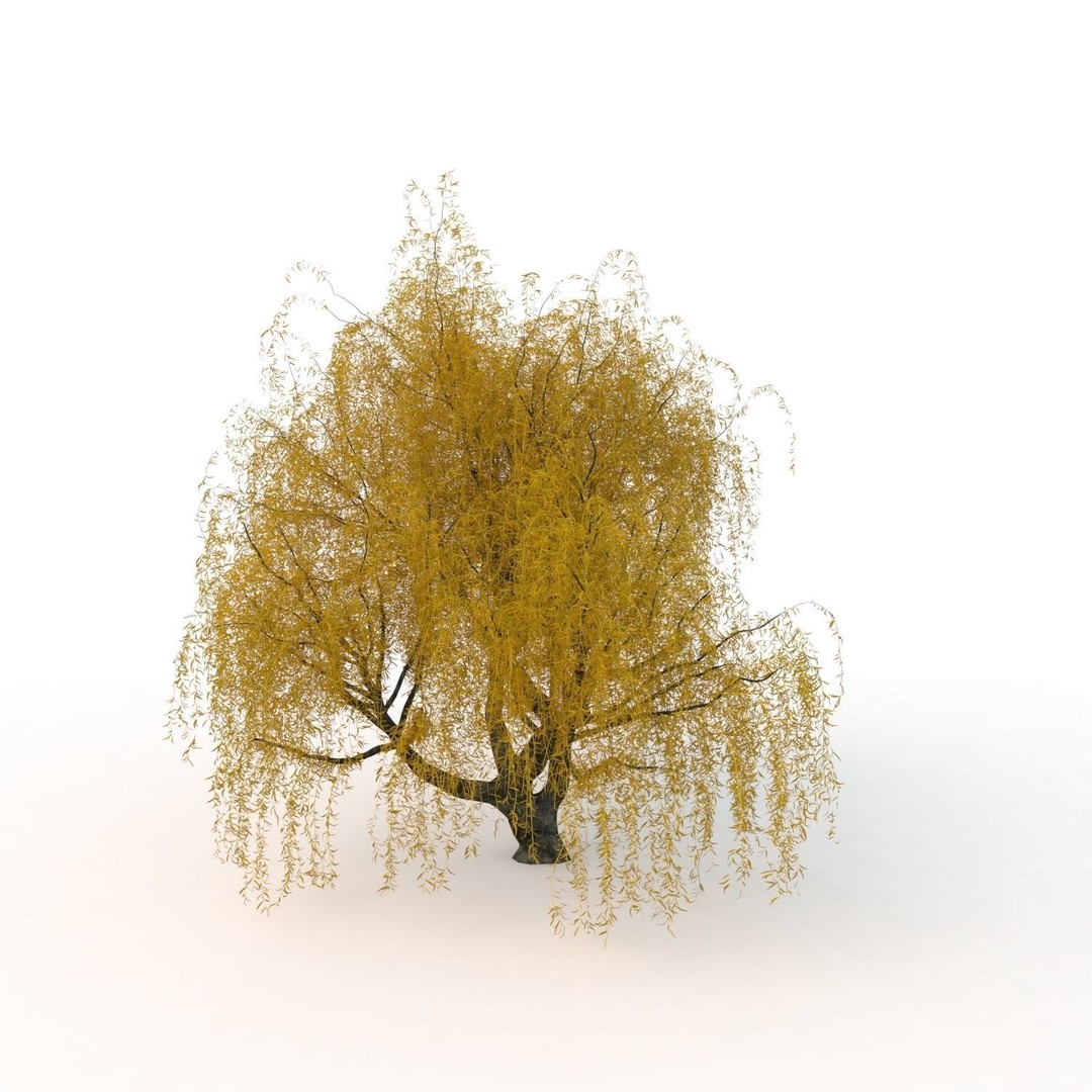Willow Fall Tree 3D Model – Realistic PBR Asset, FBX, OBJ - View 21