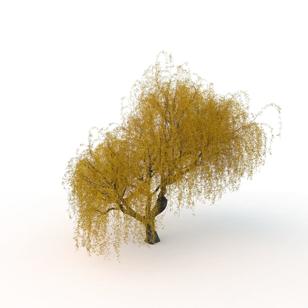 Willow Fall Tree 3D Model – Realistic PBR Asset, FBX, OBJ - View 22