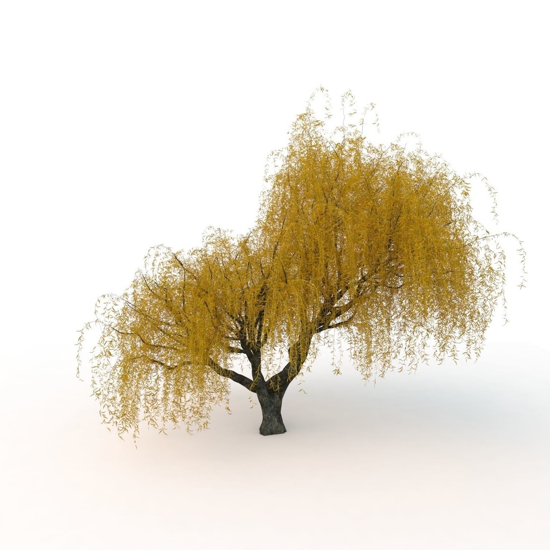 Willow Fall Tree 3D Model – Realistic PBR Asset, FBX, OBJ - View 23