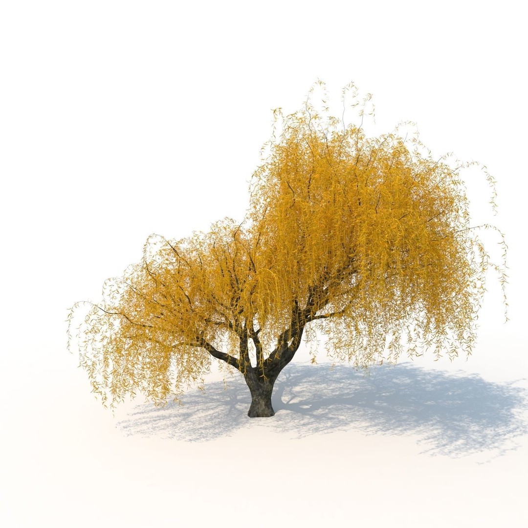 Willow Fall Tree 3D Model – Realistic PBR Asset, FBX, OBJ - View 3