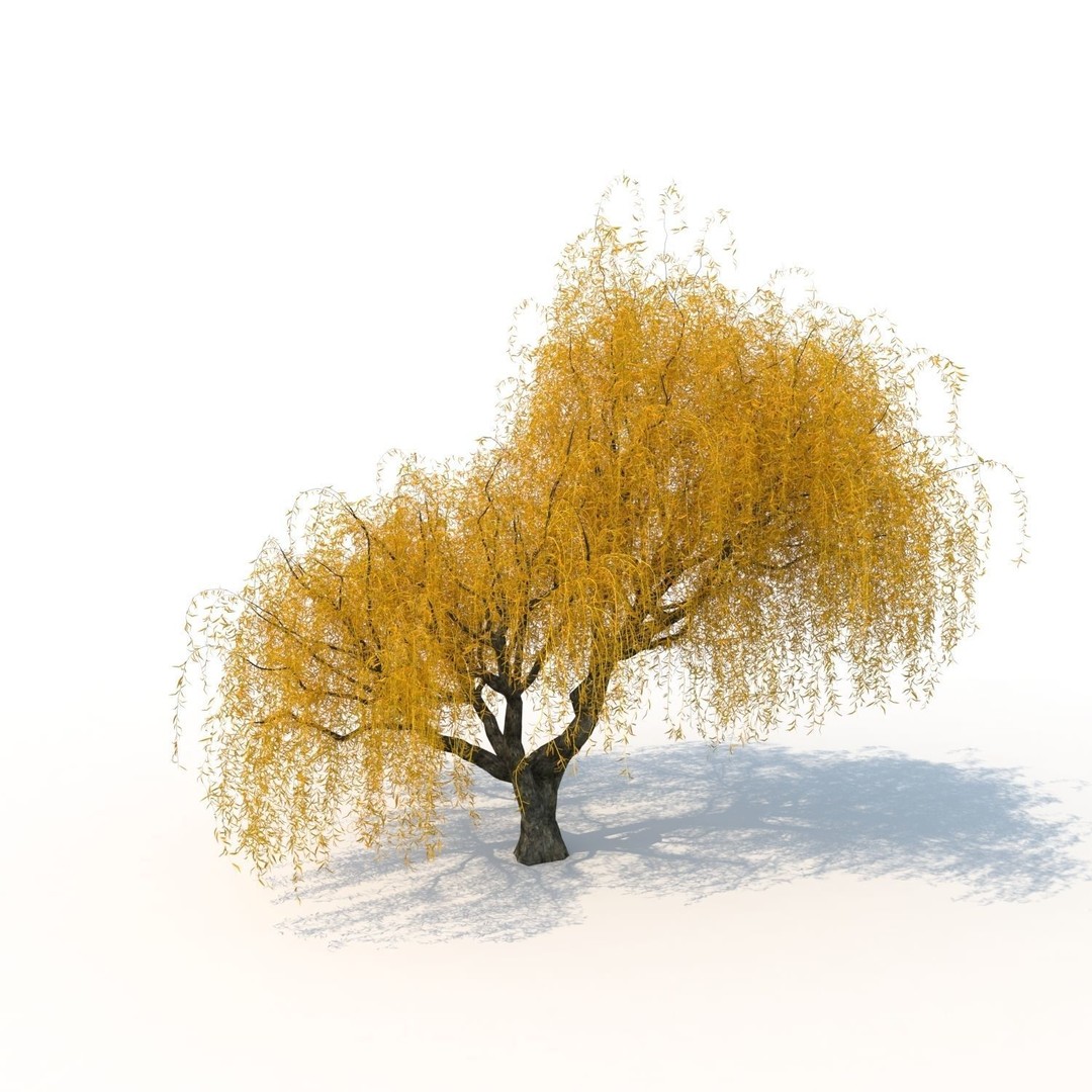 Willow Fall Tree 3D Model – Realistic PBR Asset, FBX, OBJ - View 4