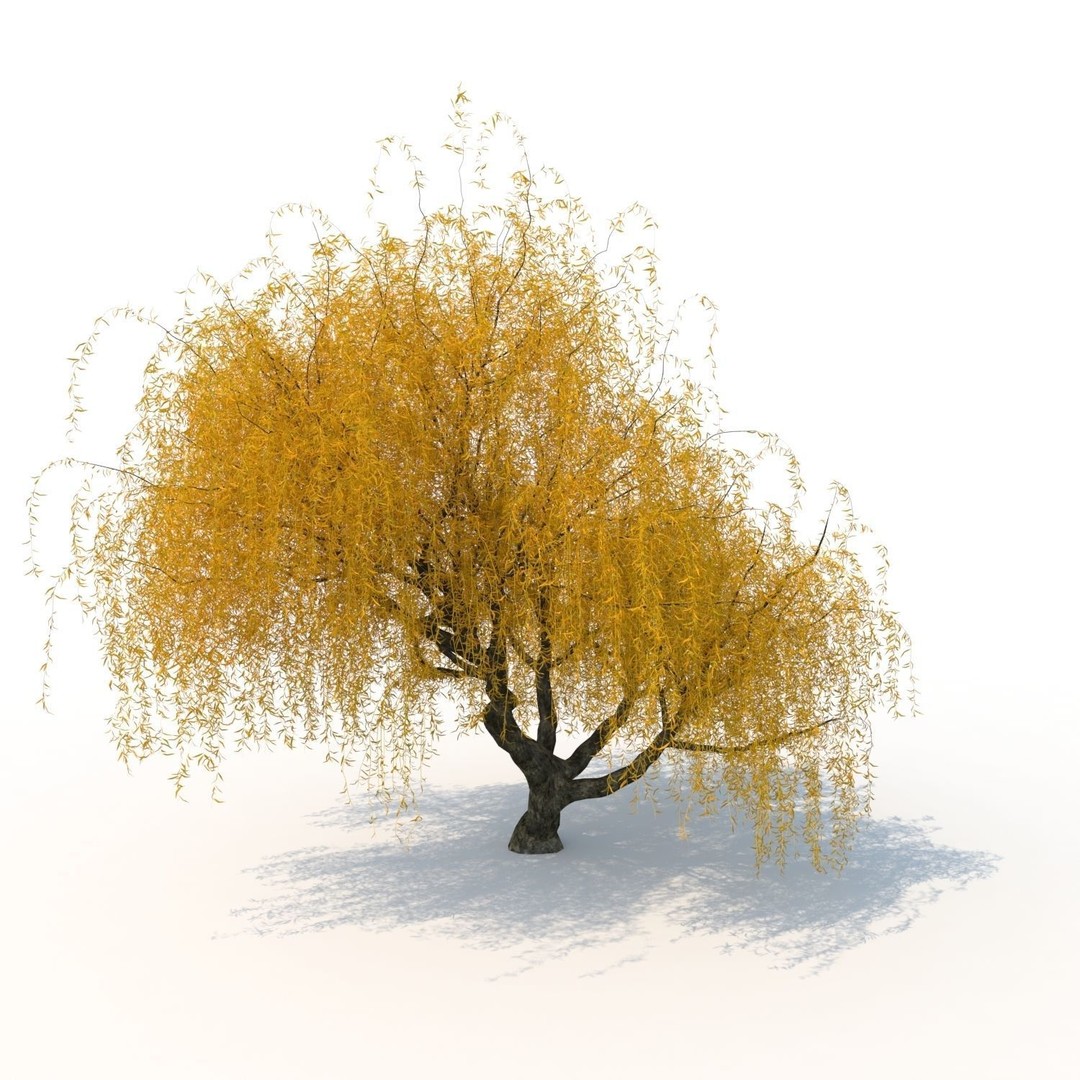 Willow Fall Tree 3D Model – Realistic PBR Asset, FBX, OBJ - View 5