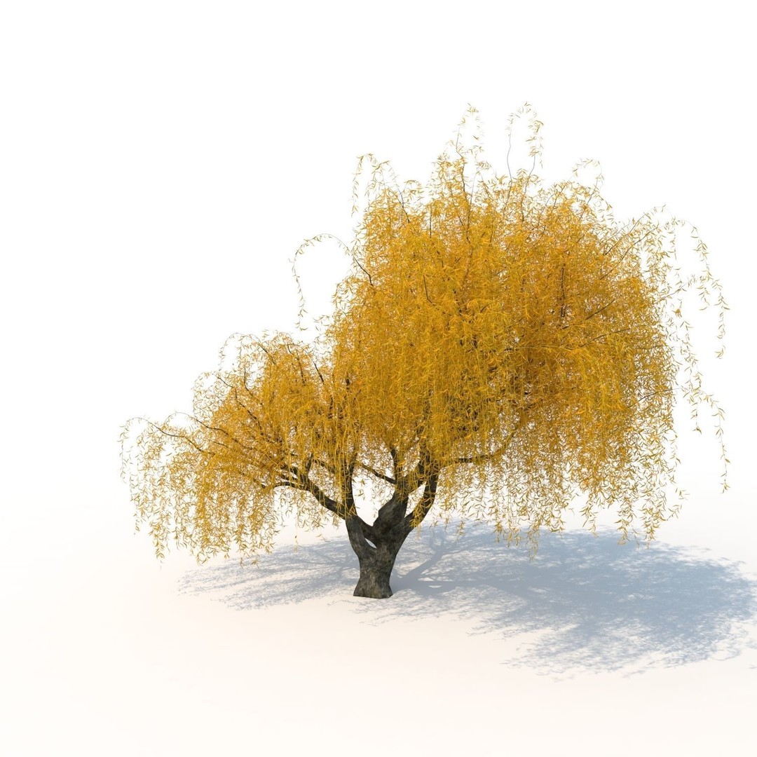 Willow Fall Tree 3D Model – Realistic PBR Asset, FBX, OBJ - View 6