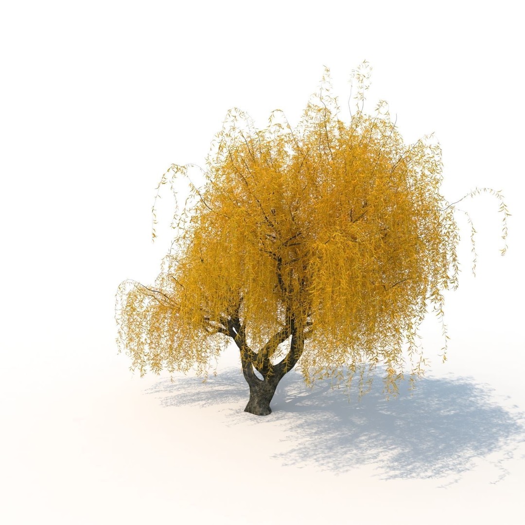 Willow Fall Tree 3D Model – Realistic PBR Asset, FBX, OBJ - View 7